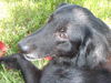 DC Sirius the Black Lab