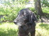 DC Sirius the Black Lab