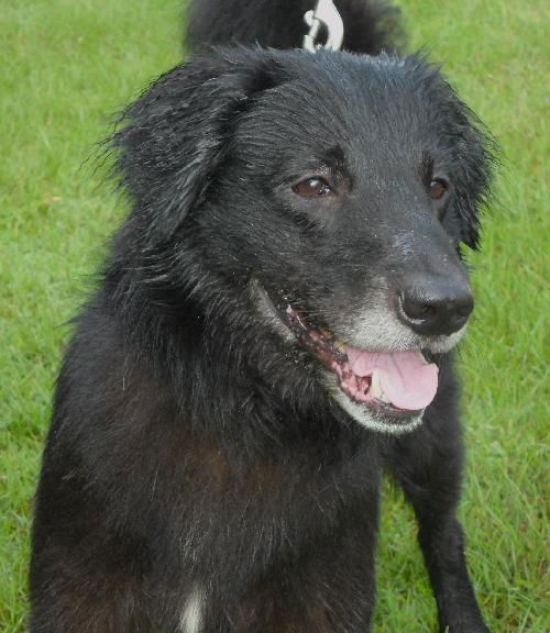DC Sirius the Black Lab