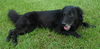 DC Sirius the Black Lab