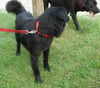DC Sirius the Black Lab