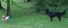 DC Sirius the Black Lab