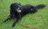 DC Sirius the Black Lab
