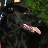Blackberry the Black Lab