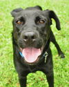 Blackberry the Black Lab