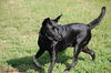 Blackberry the Black Lab