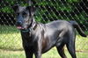 Blackberry the Black Lab