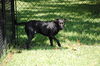 Blackberry the Black Lab