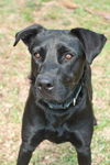 Blackberry the Black Lab