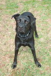 Blackberry the Black Lab