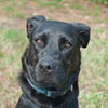 Blackberry the Black Lab