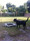 Blackberry the Black Lab