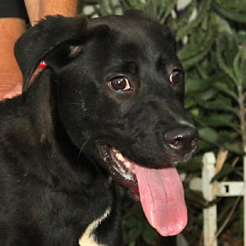 Johnny Cash The Black Lab