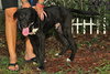 Johnny Cash The Black Lab