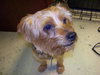 Buddy The Yorkie