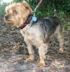 Buddy The Yorkie