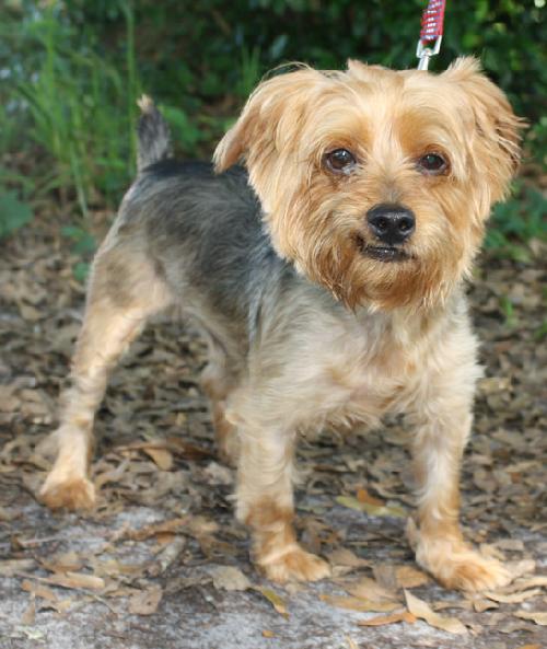 Buddy The Yorkie