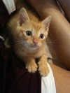 Pineapple the little Sweetie Pie Kitten