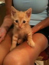 Pineapple the little Sweetie Pie Kitten