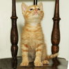 Pineapple the little Sweetie Pie Kitten