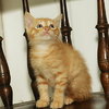Pineapple the little Sweetie Pie Kitten
