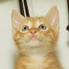 Pineapple the little Sweetie Pie Kitten