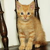 Pineapple the little Sweetie Pie Kitten