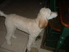 Romeo