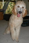 Romeo