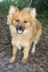 Elwood the Pomeranian