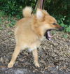 Elwood the Pomeranian