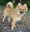 Elwood the Pomeranian