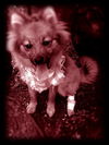 Elwood the Pomeranian