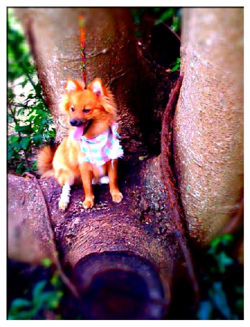Elwood the Pomeranian