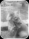 Elwood the Pomeranian