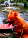 Elwood the Pomeranian