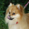 Jake the Pomeranian