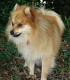 Jake the Pomeranian