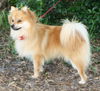 Jake the Pomeranian