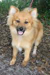 Jake the Pomeranian