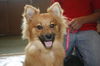 Jake the Pomeranian