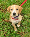 August the Lab Puppy
