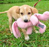 August the Lab Puppy
