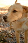 August the Lab Puppy