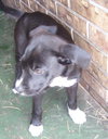 Aloma