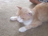 Flutternutter ~ FIV