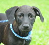 May the Lab Puppy