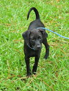 May the Lab Puppy