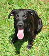 May the Lab Puppy