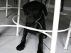 May the Lab Puppy